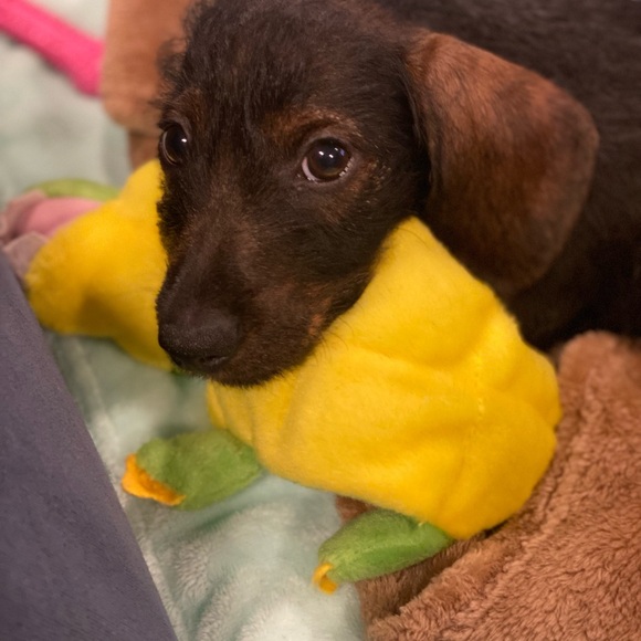 Meet your Posher, Chrissie - Picture 2 of 5